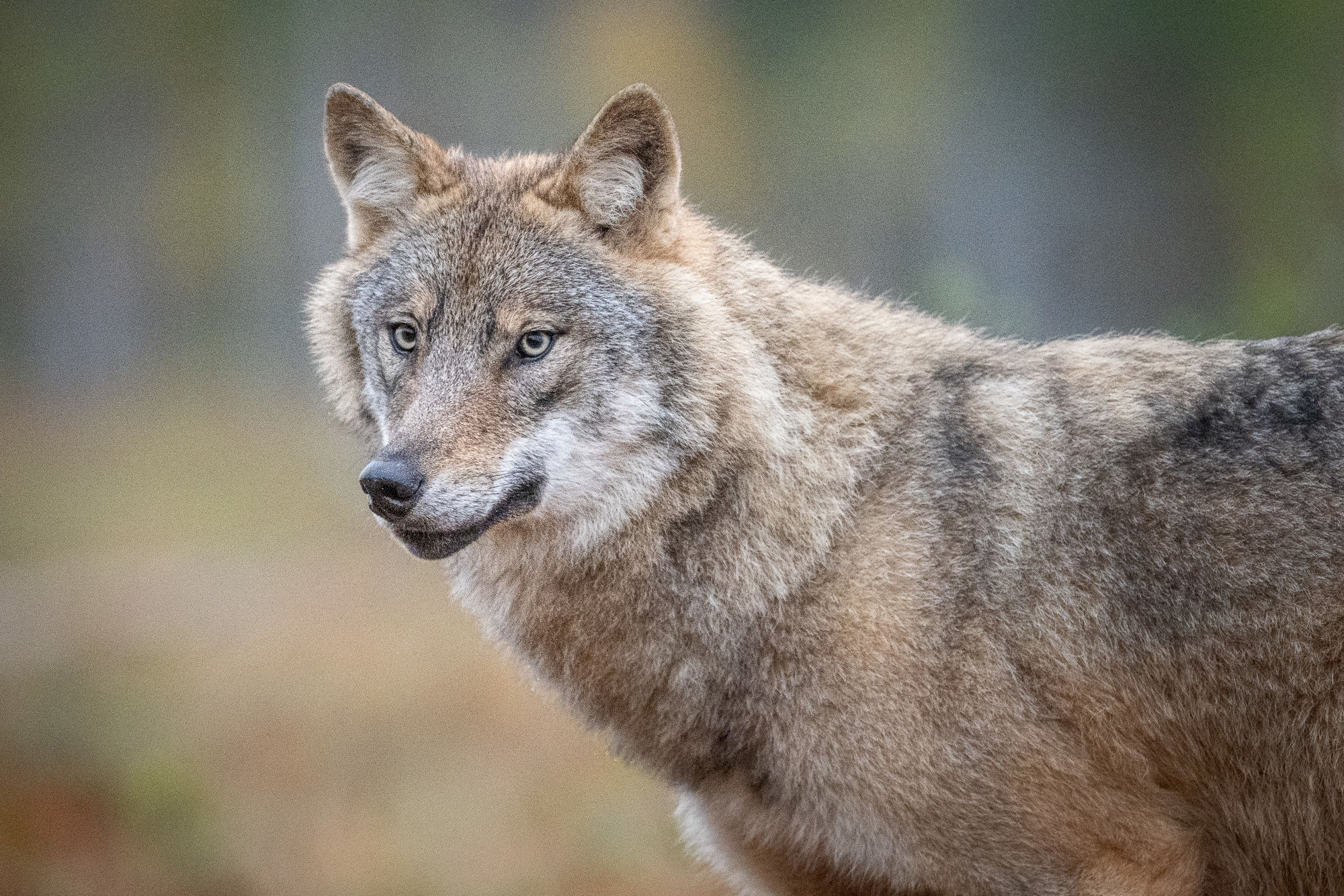wolf H&S