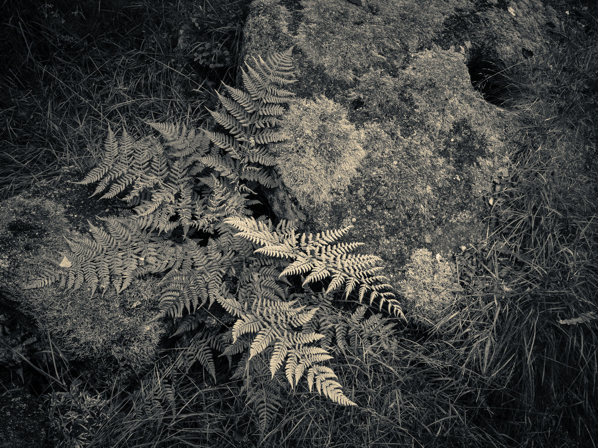 Fern stone