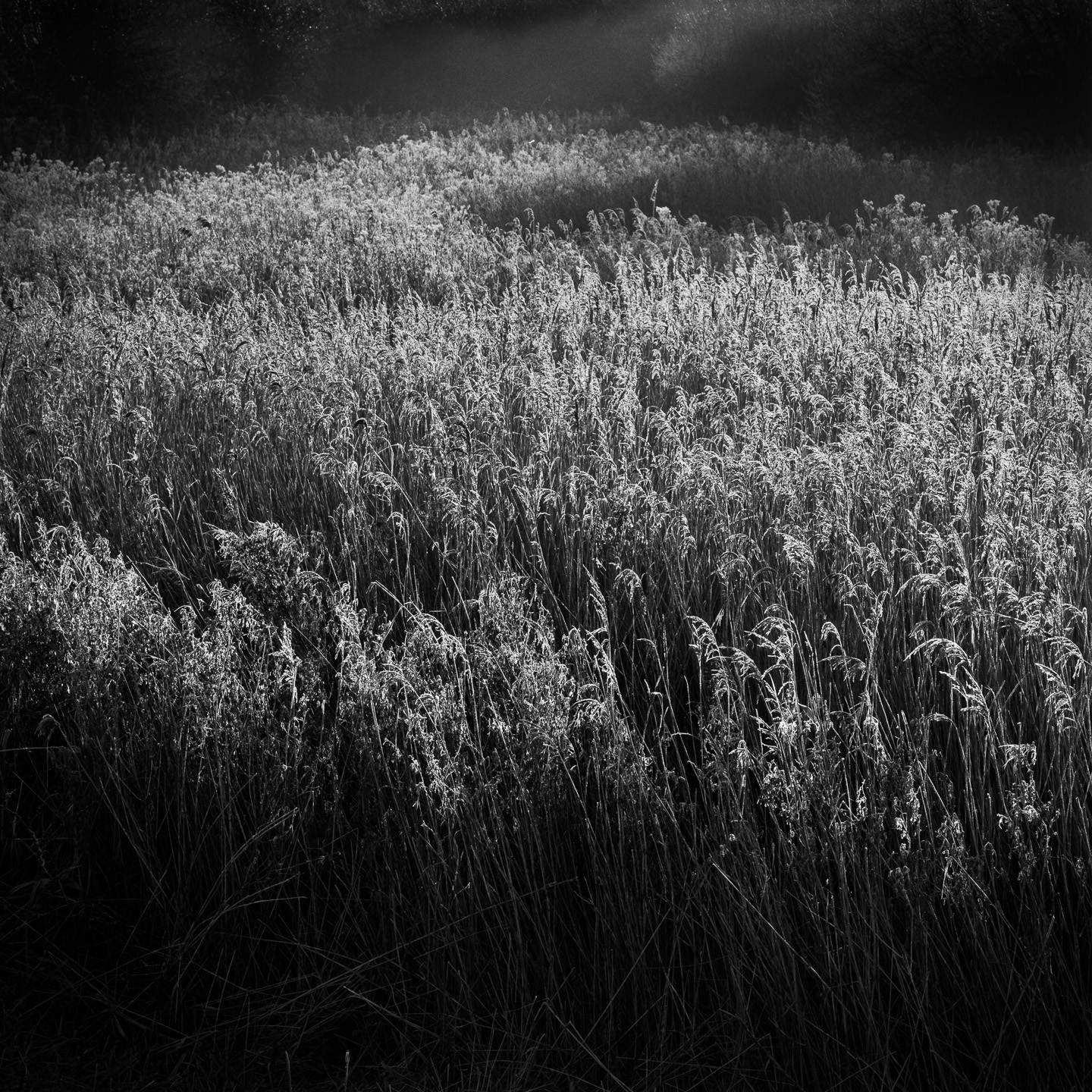 Reeds sunrise. 