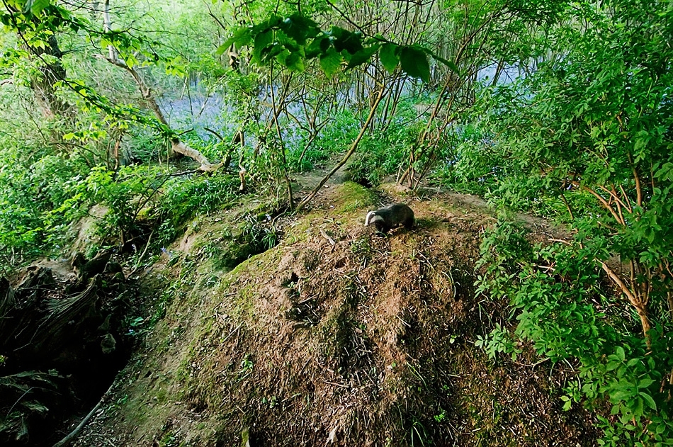 Sett from above