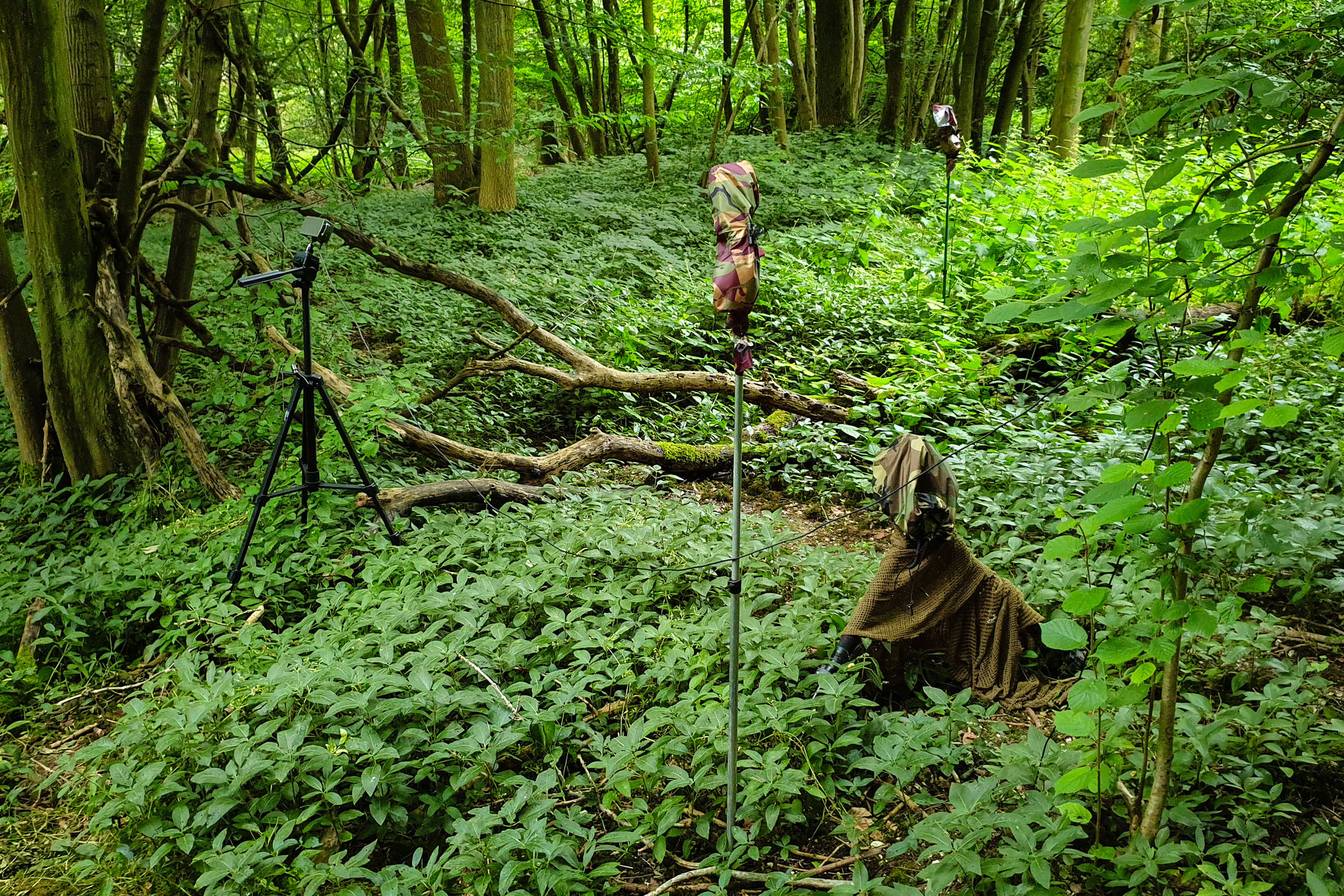 Camera Trapping
