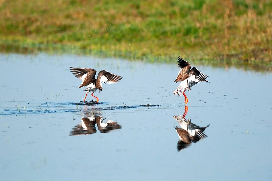 Common Redshanks in courtship display
