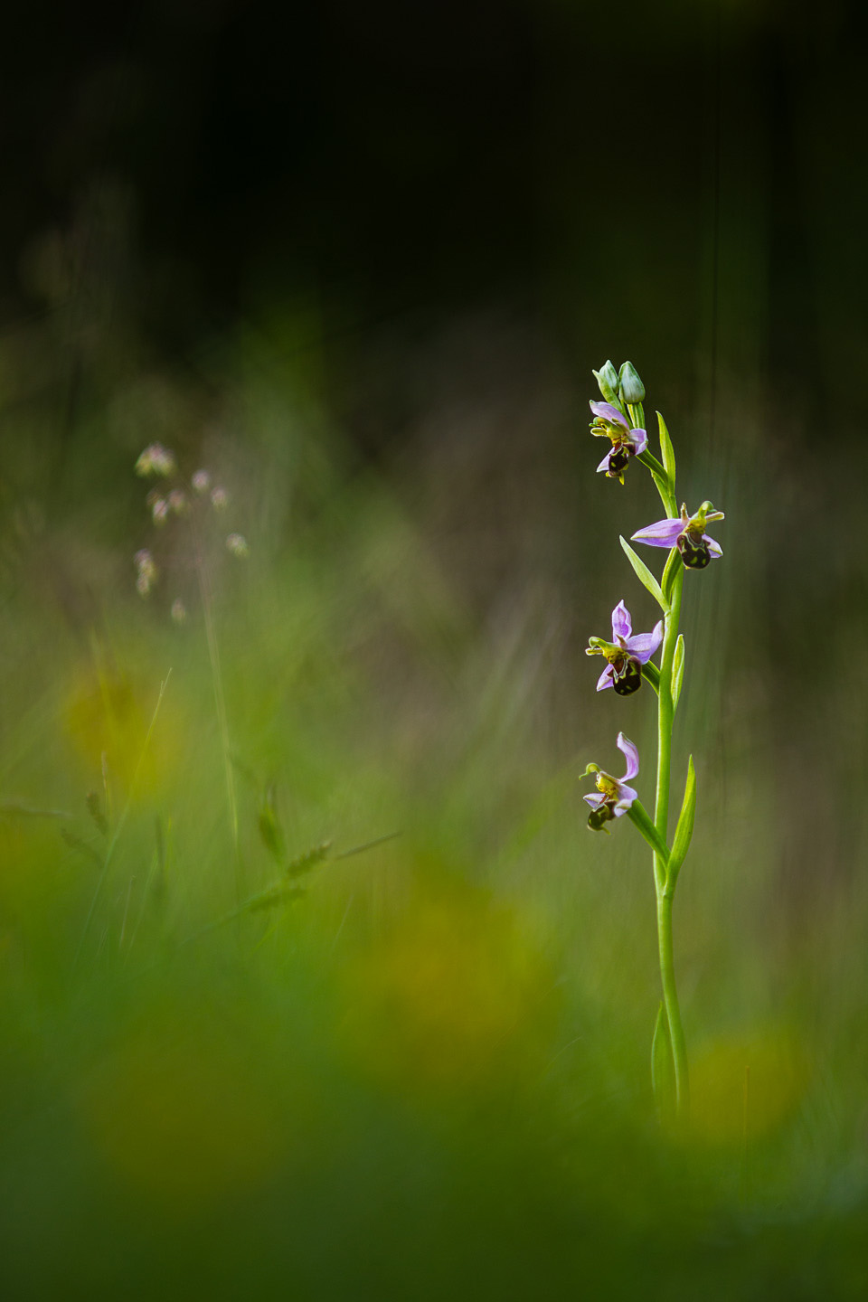 Bee orchid