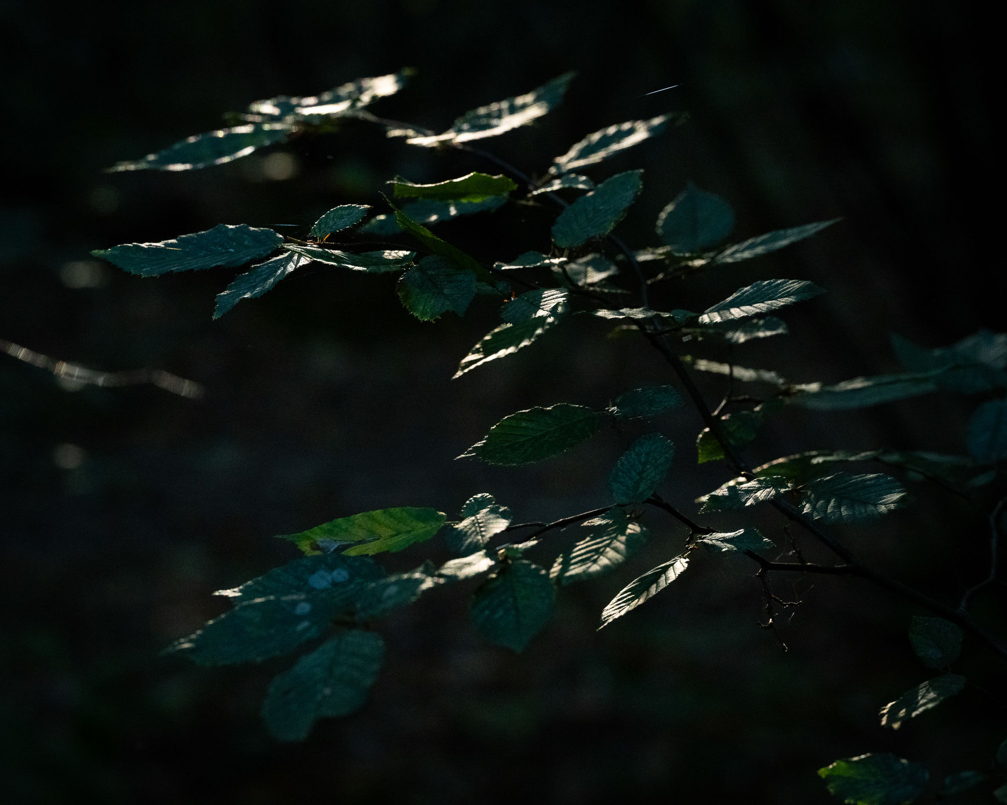 Woodland leaves lit by early morning sunlight