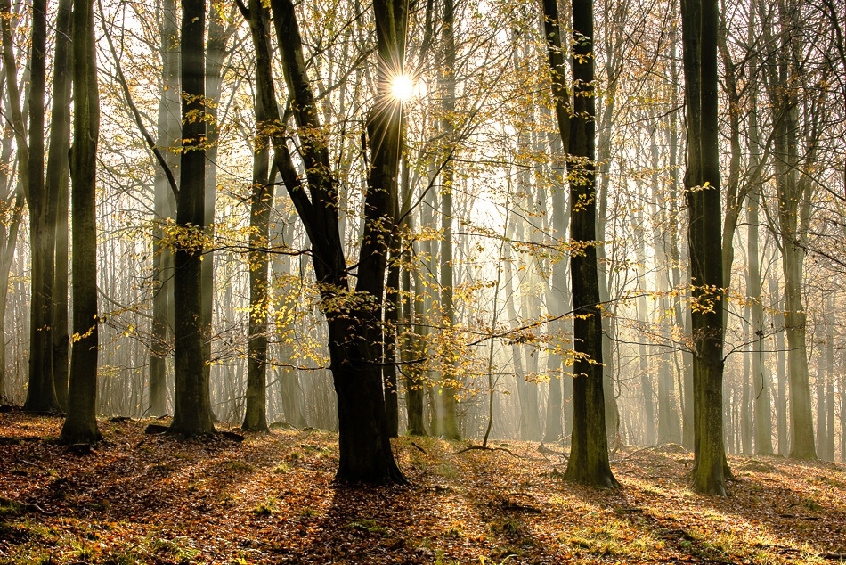Autumn morning in a beechwood Kent, England