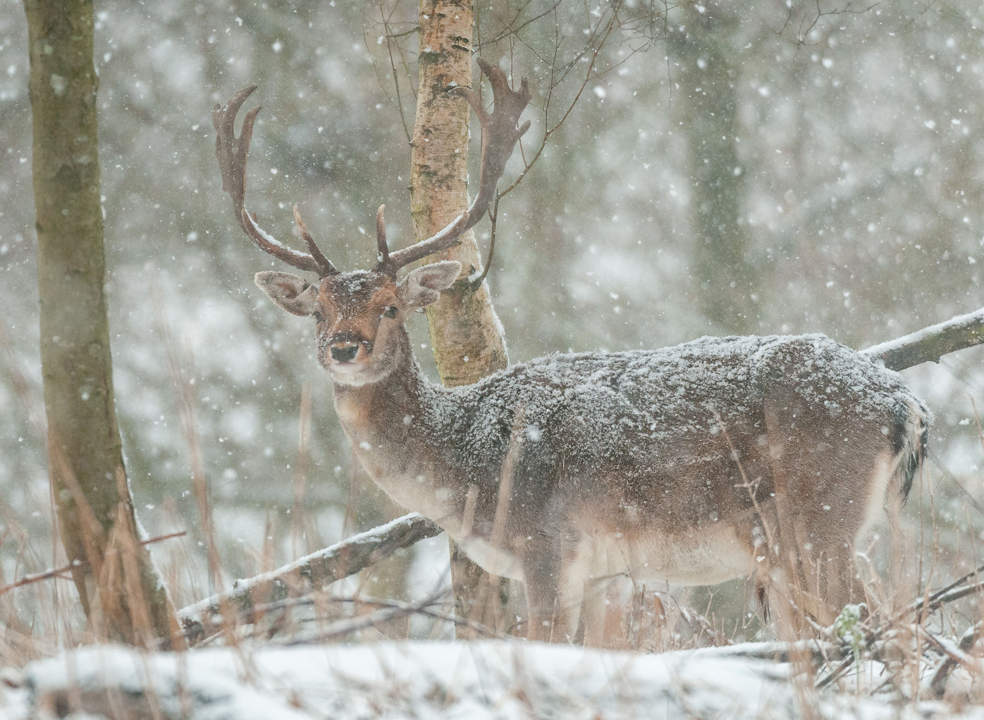 Fallow snow