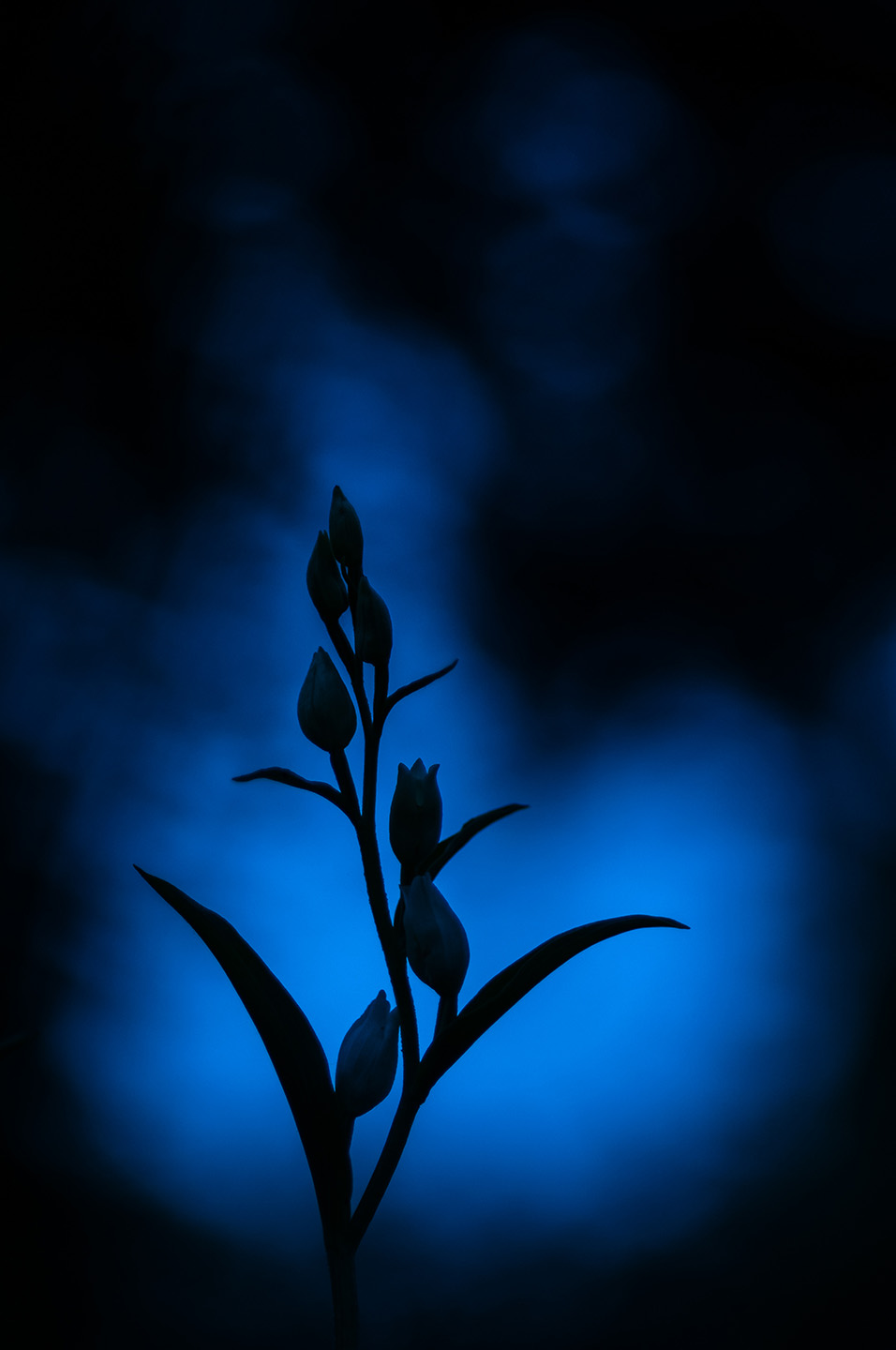 Silhouetted white helleborine orchid at twilight. Kent. 