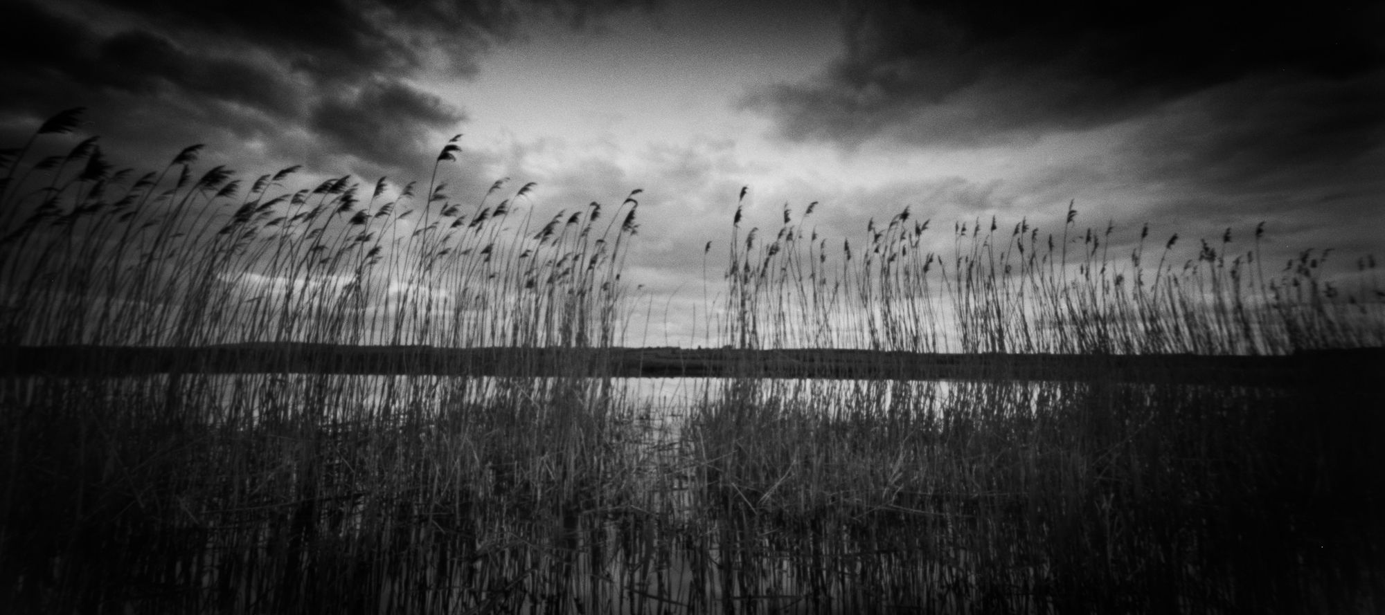 Reeds