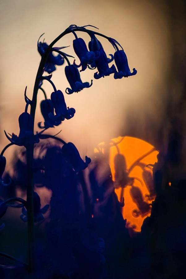 Bluebells at sunset