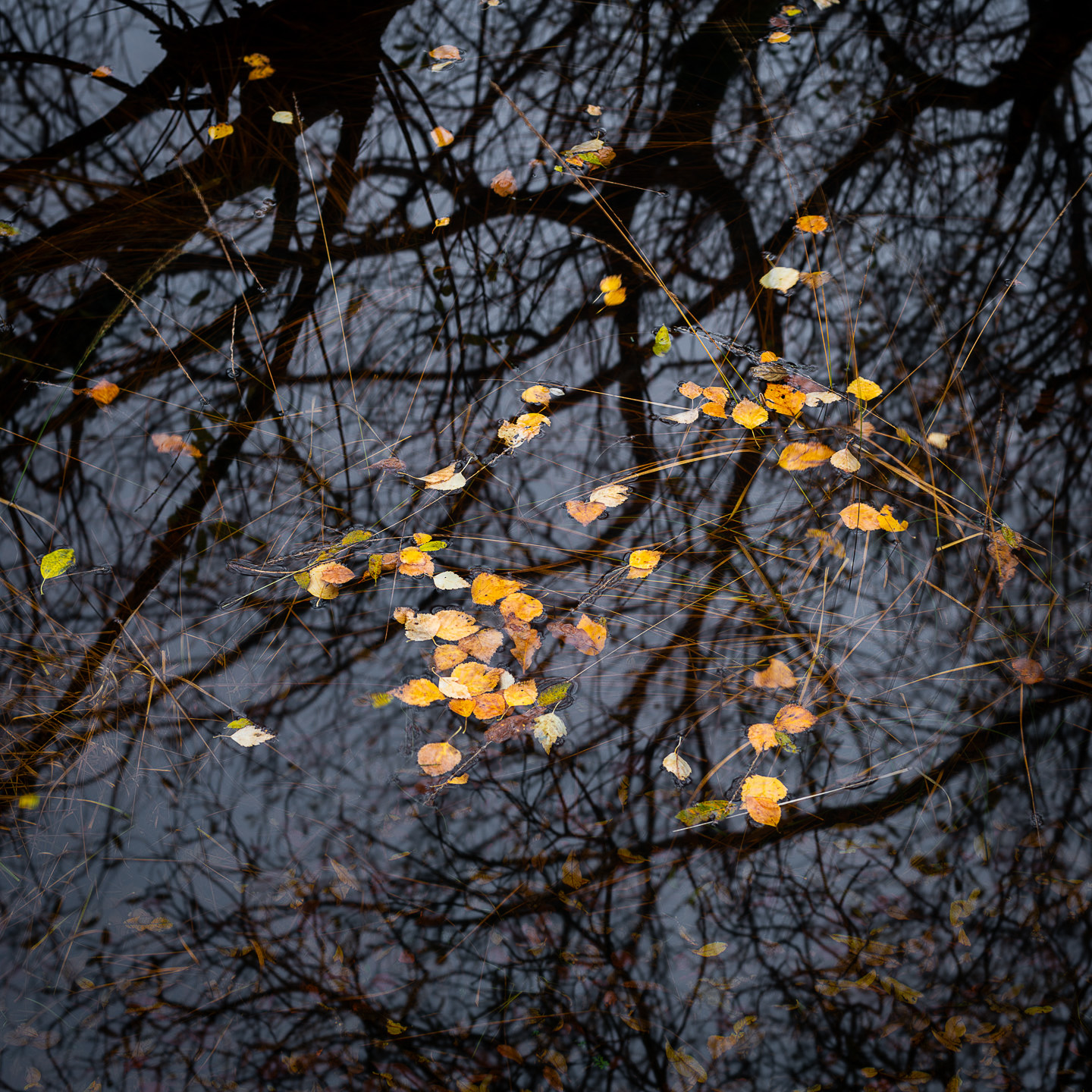 leaves