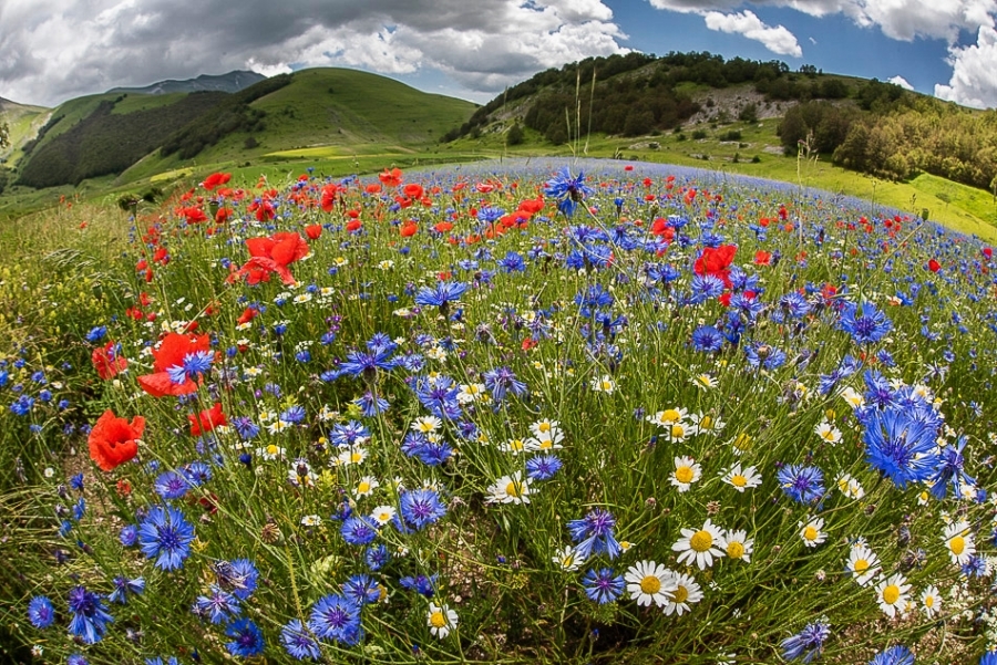 La Fioritura, Umbria #6