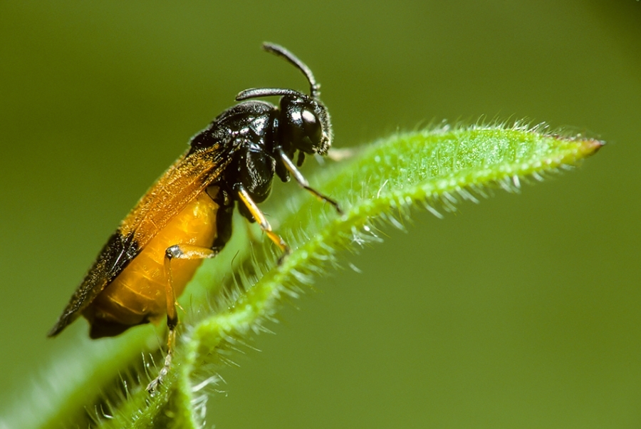 Unknown. Possibly sawfly