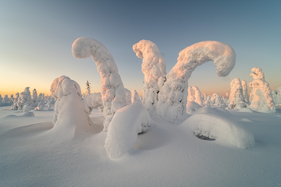Frozen trees (tykky) ​​​​​​​Kuusamo, Finland