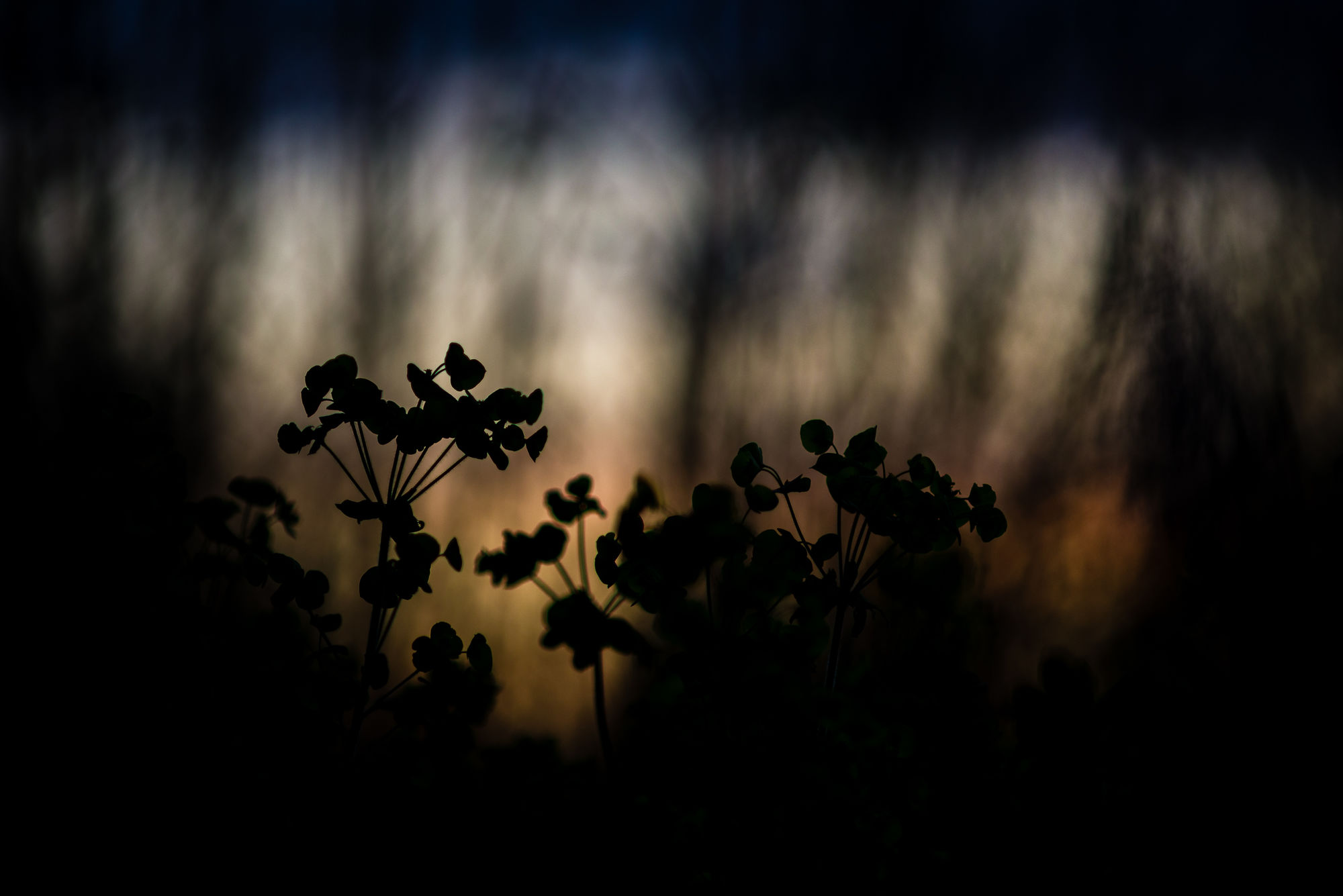 Twilight