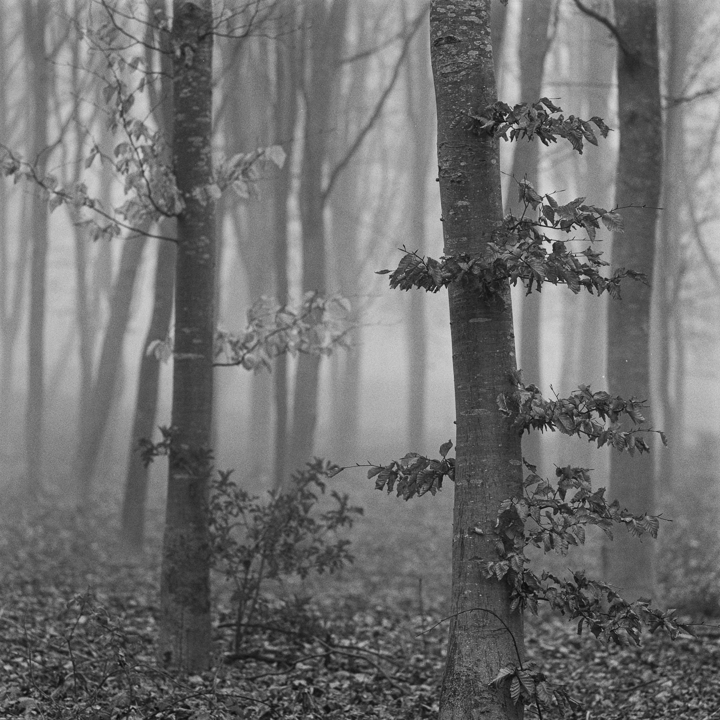 leeds castle fog beech trees
