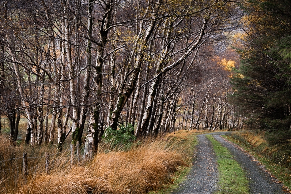Birch avenue The Black Valley, Killarney