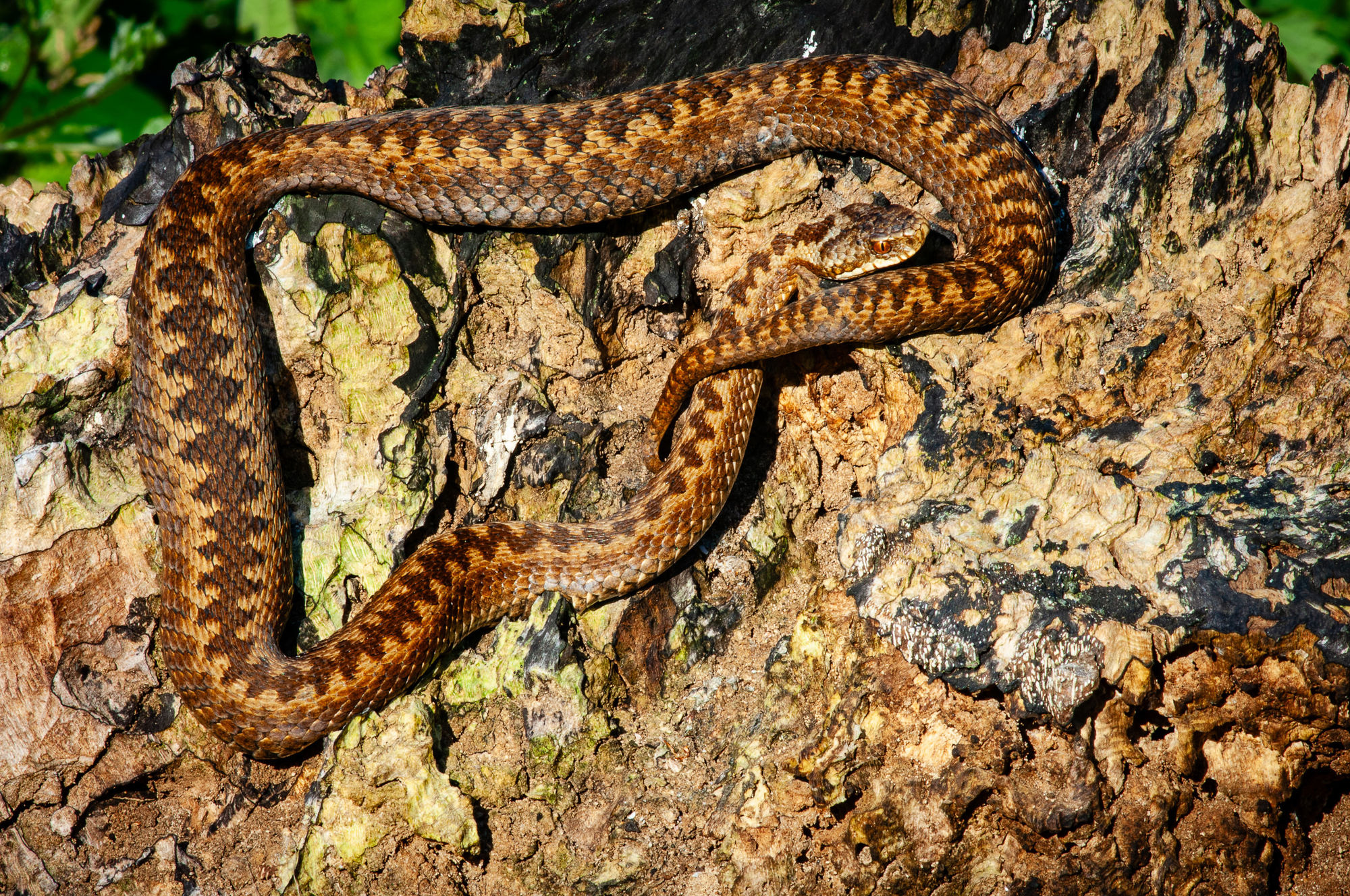 adder close-up