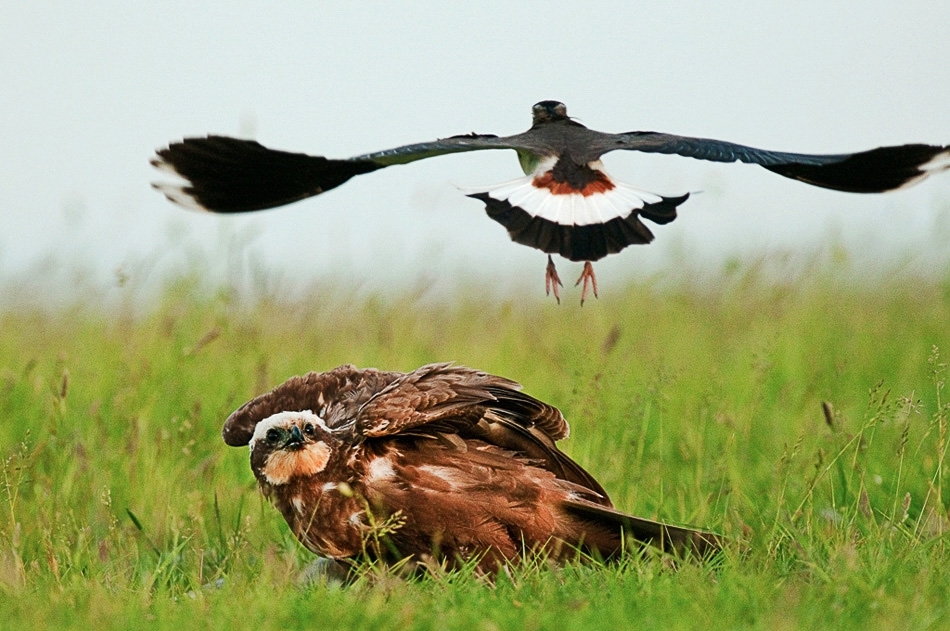 Lapwing mobbing marsh harrier