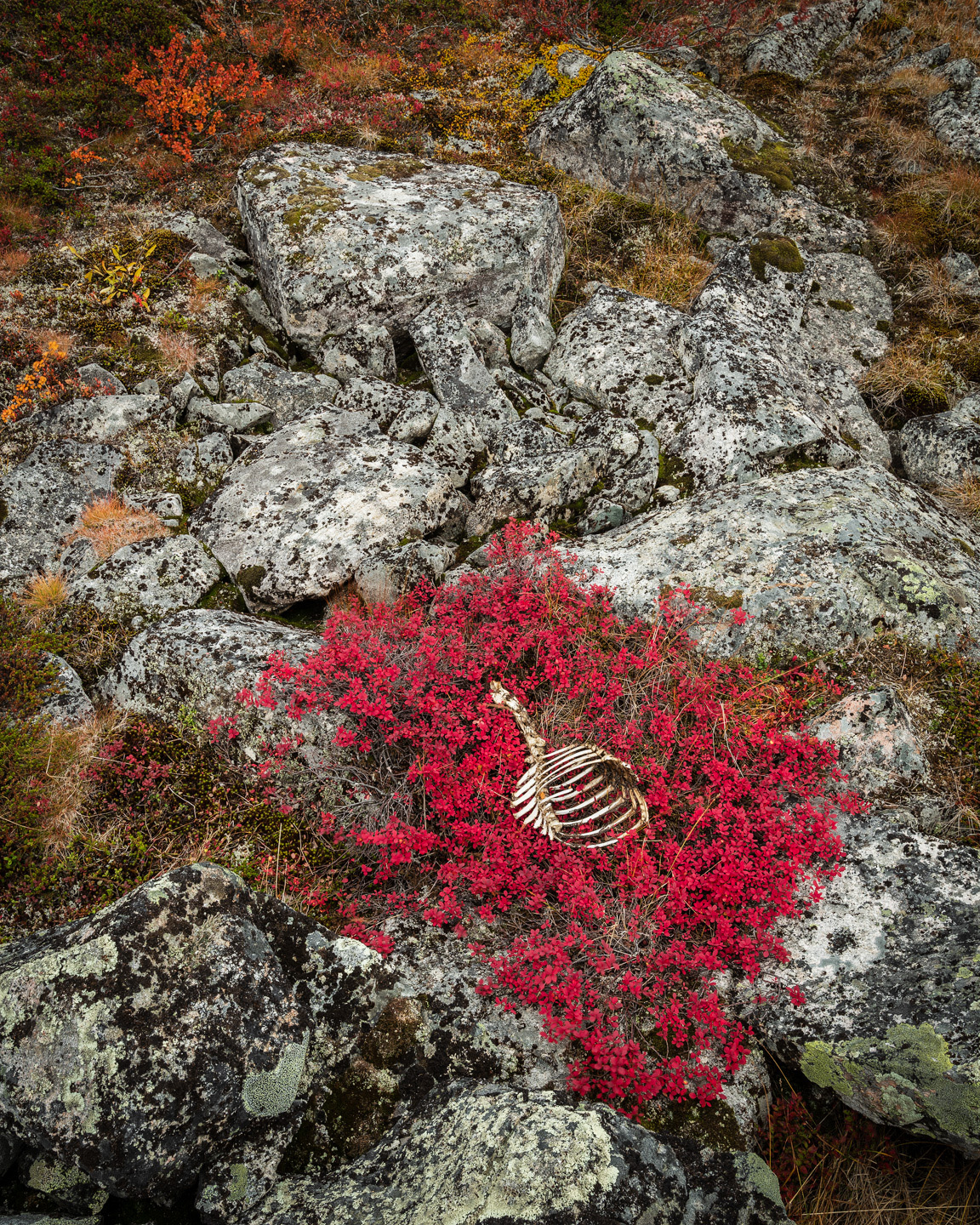 autumn reindeer skeleton