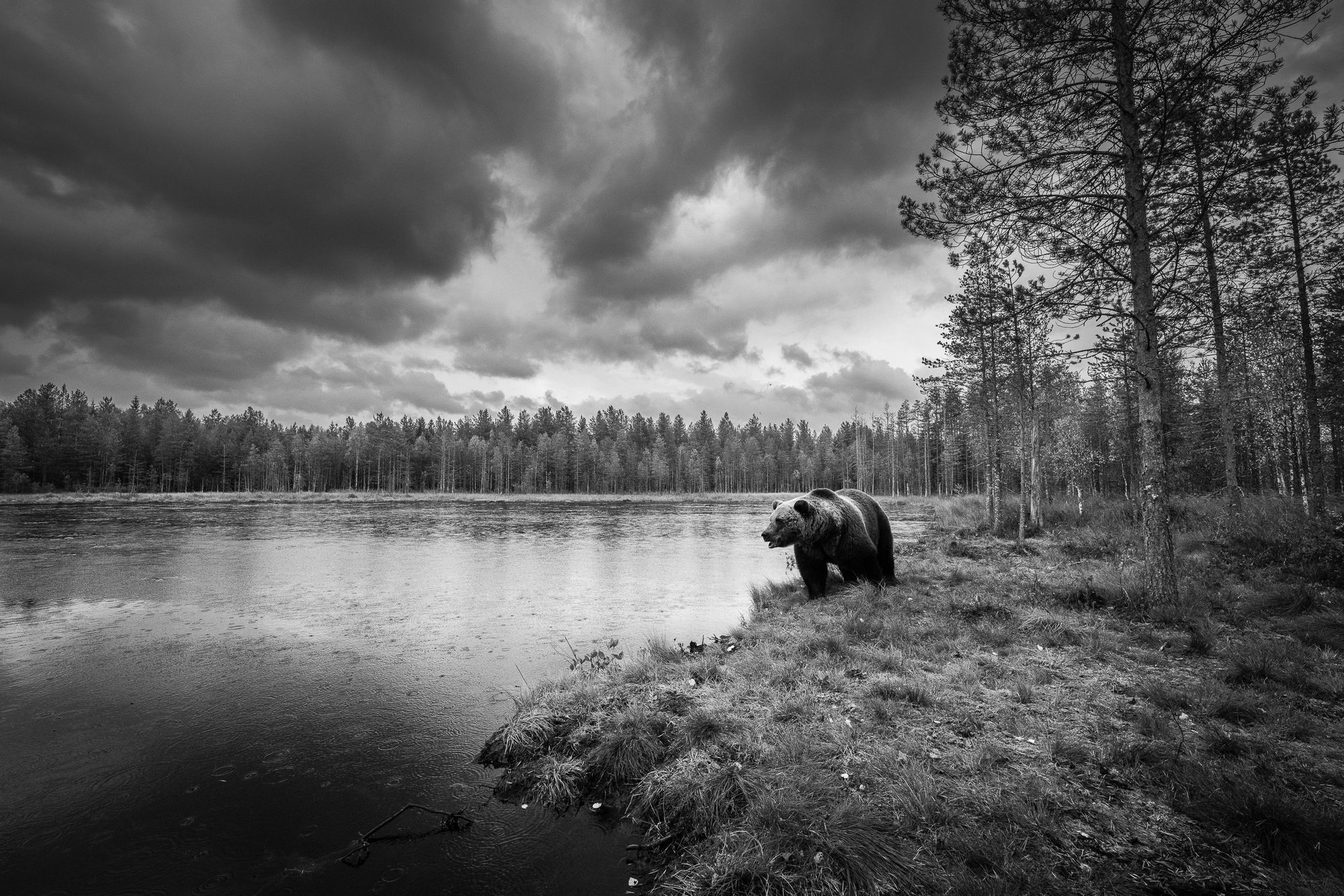 Black and white of brown bear beside lake, Finland. 