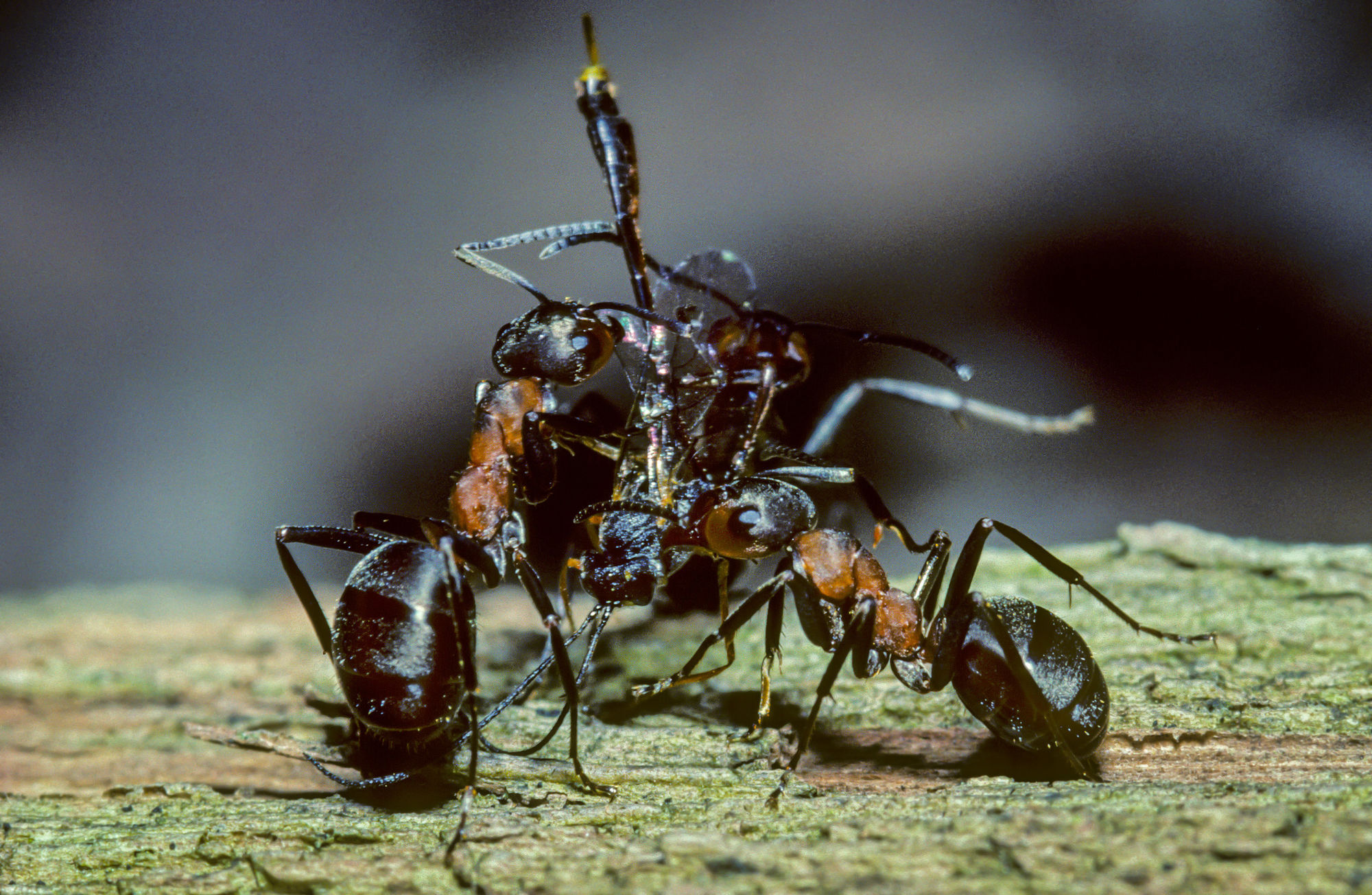 Ant inchneuman wasp
