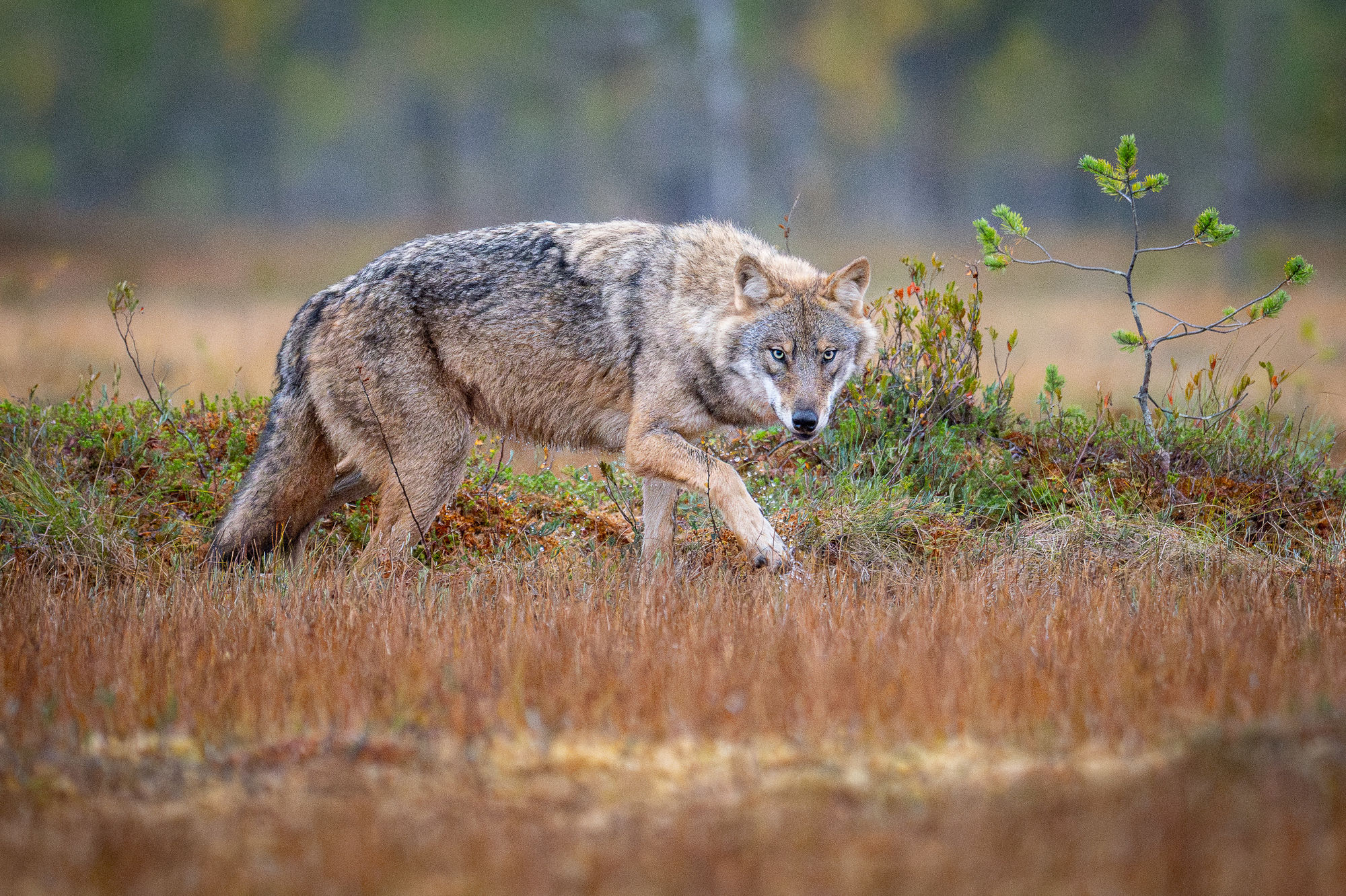 wolf prowl