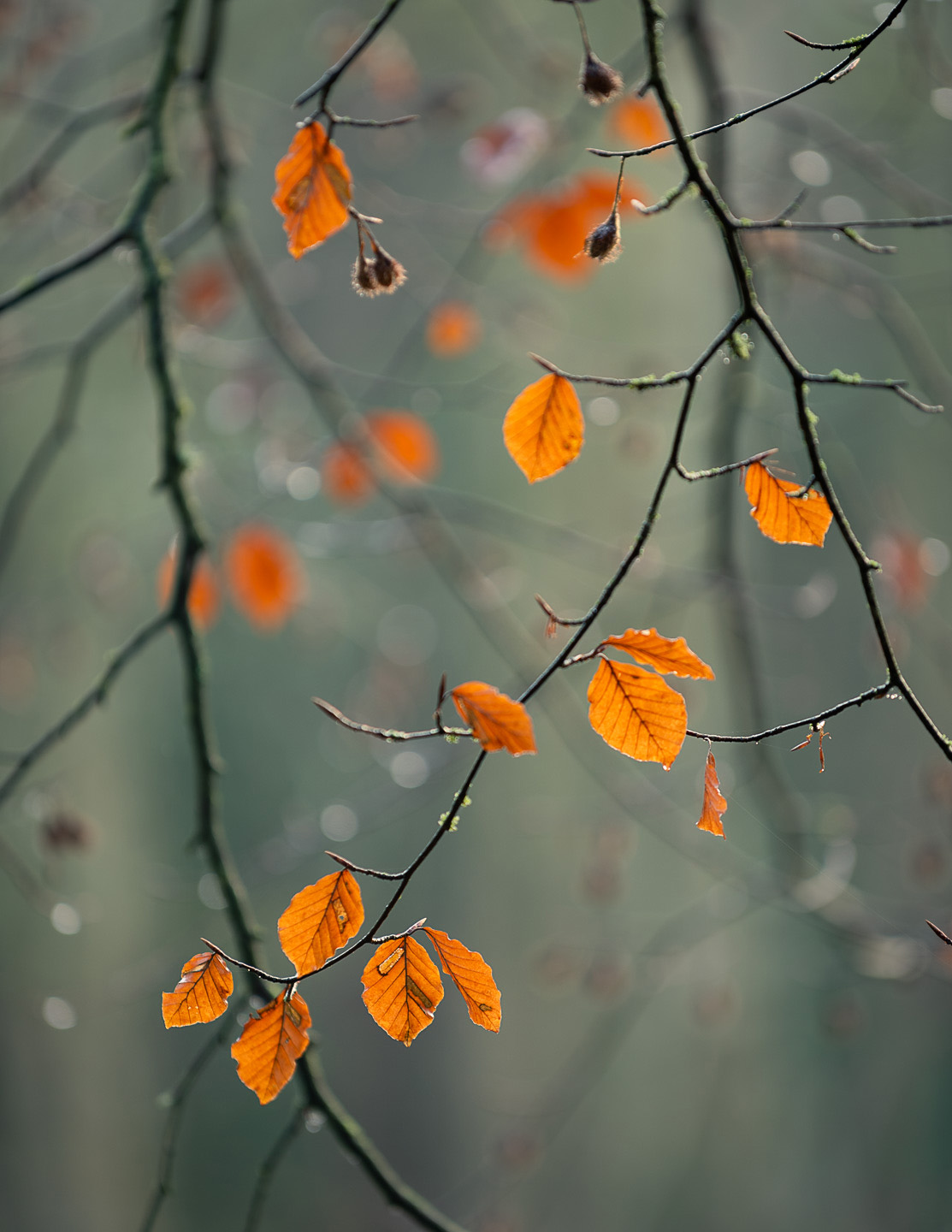 Upright beech leaves