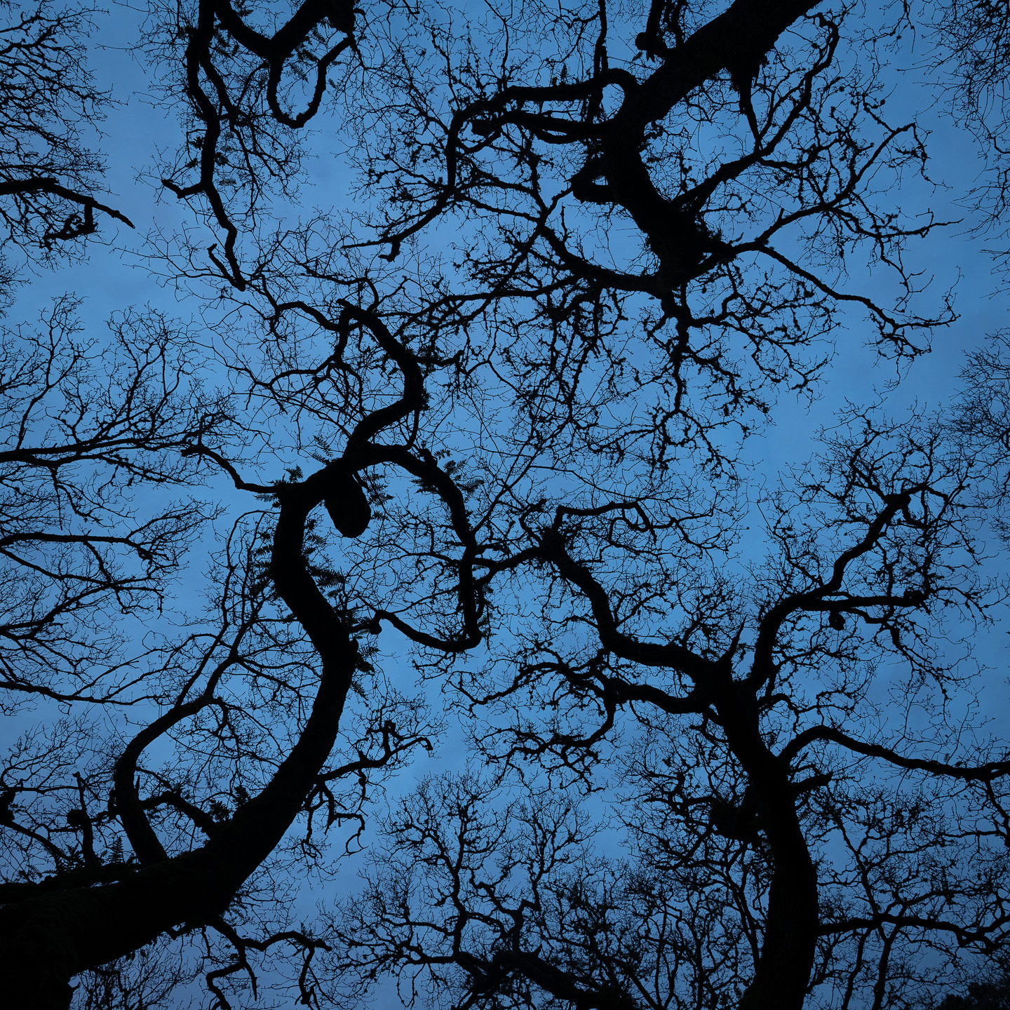 Dartmoor tree silhouettes