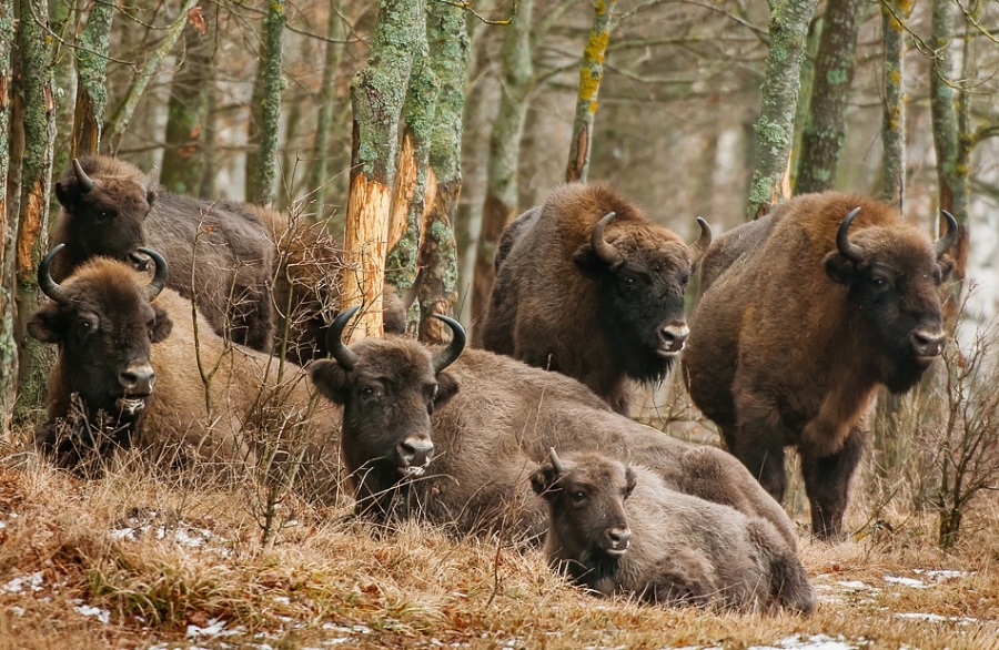 European bison group ​​​​​​​Bialowieza, Poland