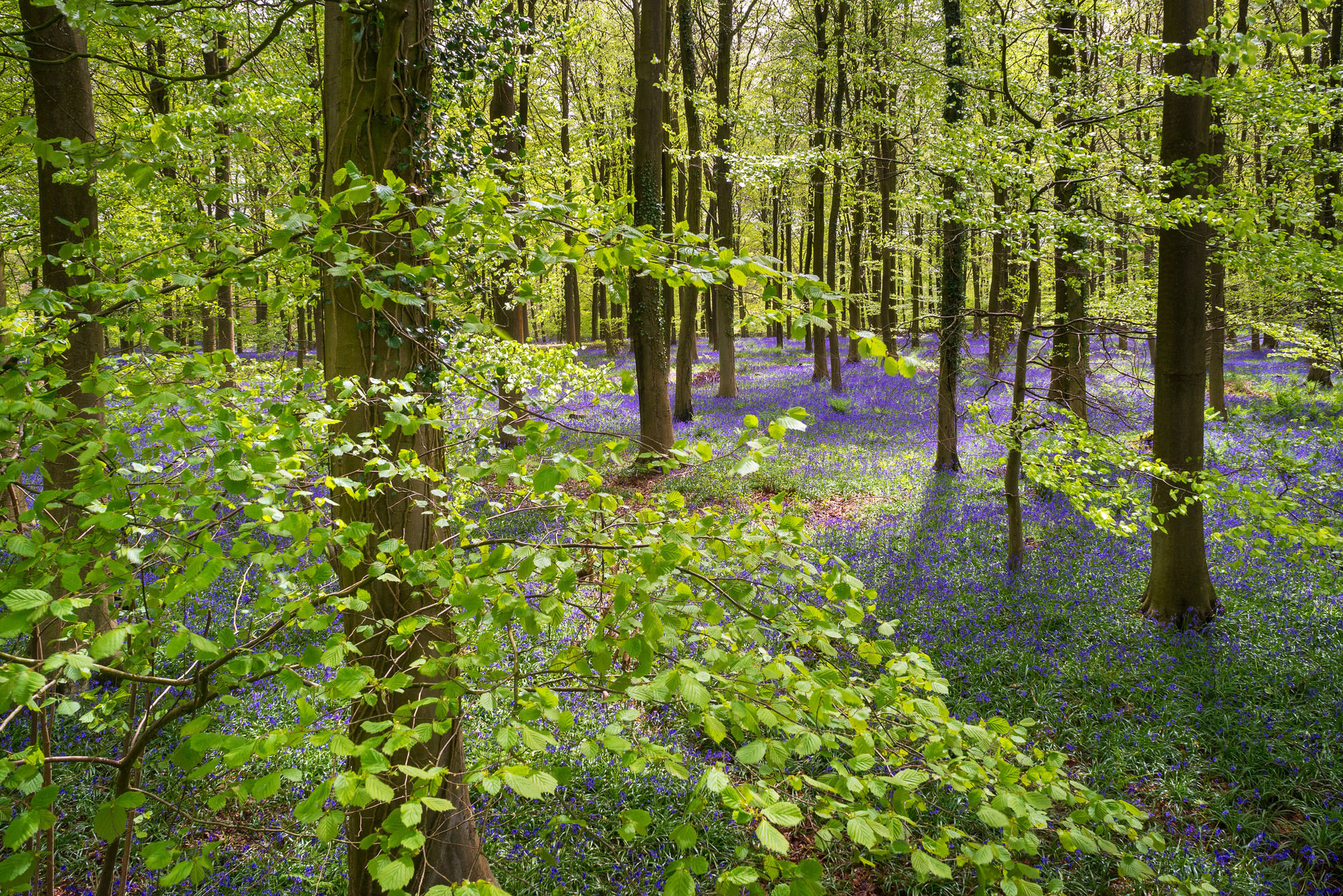Aerial view of bluebell beechwood in spring, Kent. 
