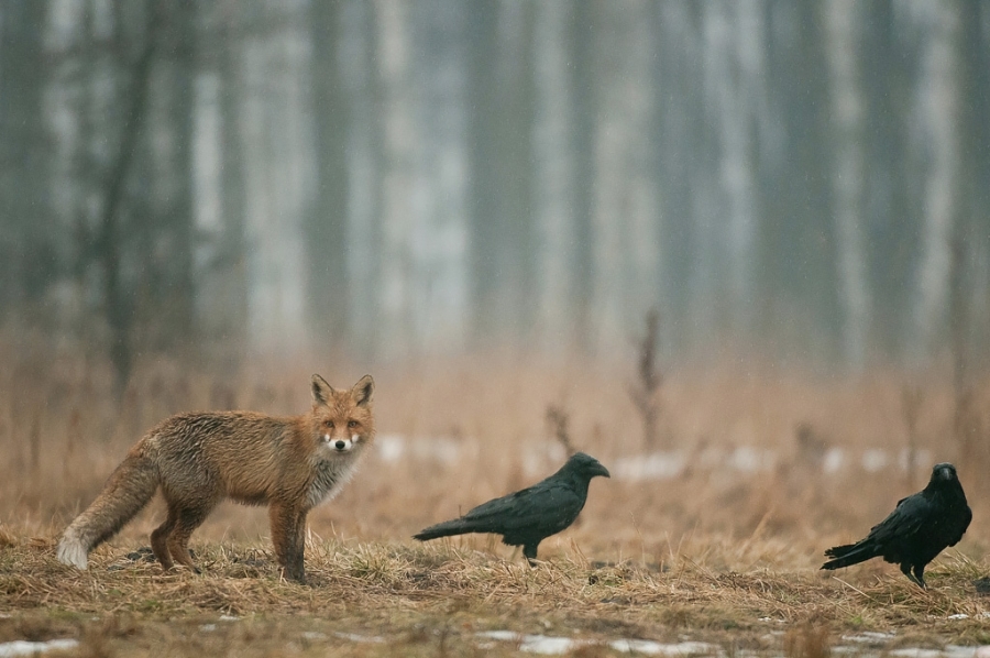 Red fox Bialowieza, Poland