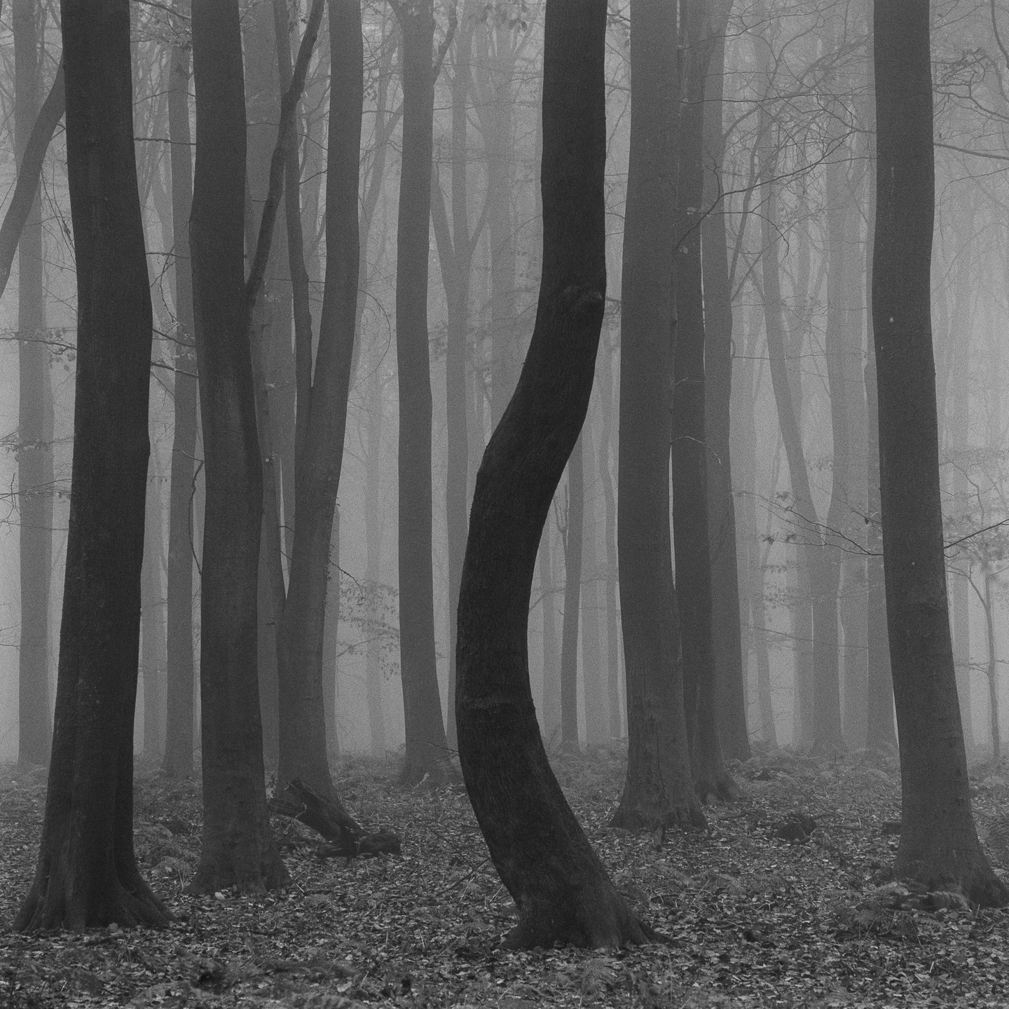 curved beech