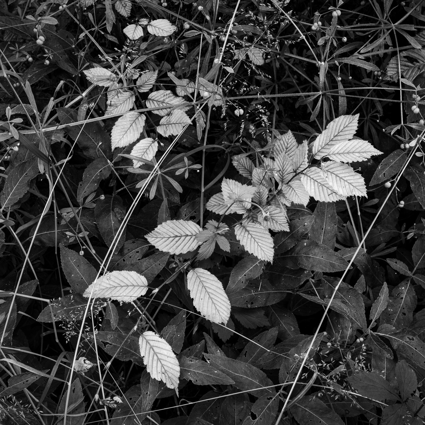 Ash saplings