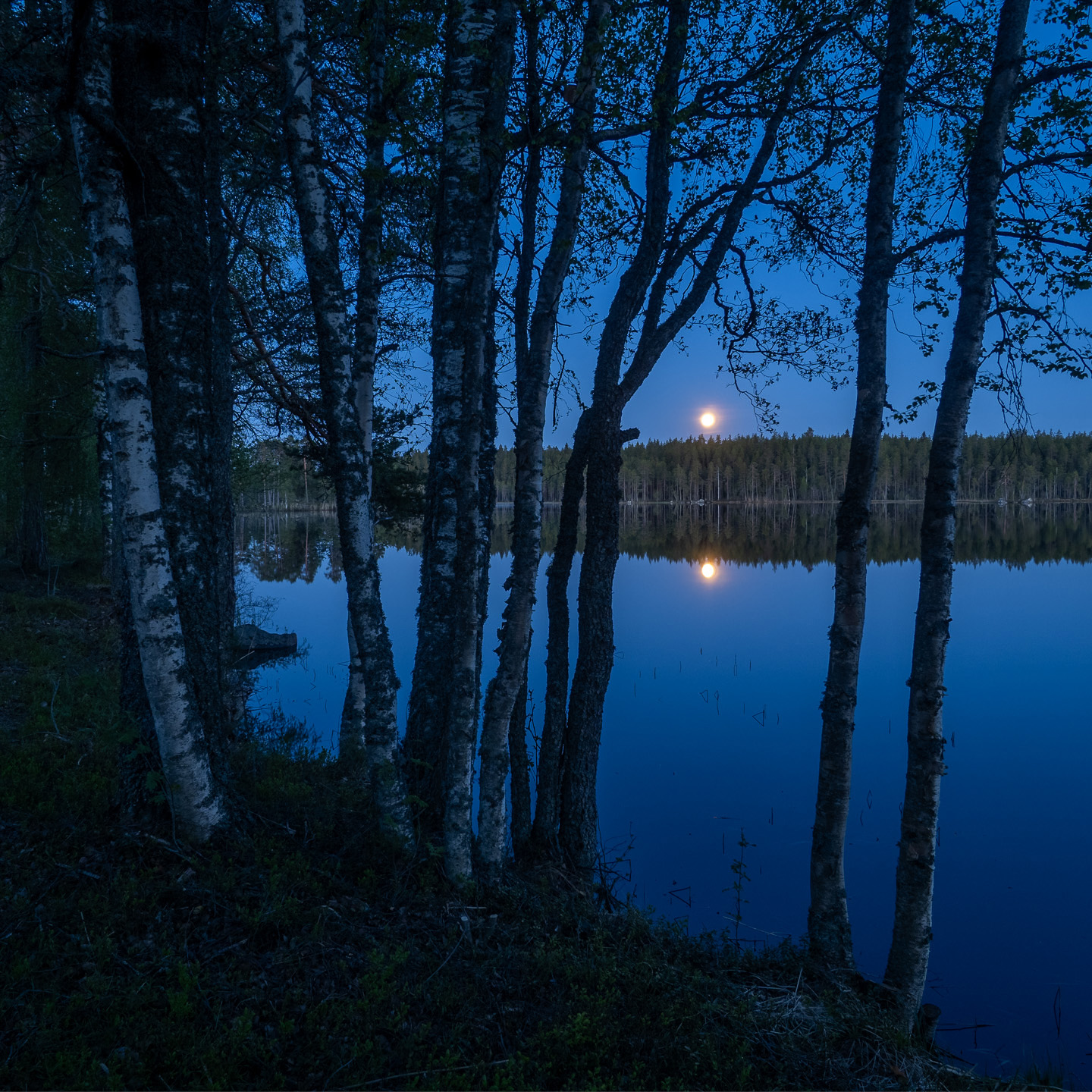 summer moon forest
