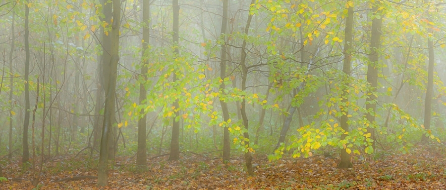Autumn colour in a Kent woodland ​​​​​​​Kent, England