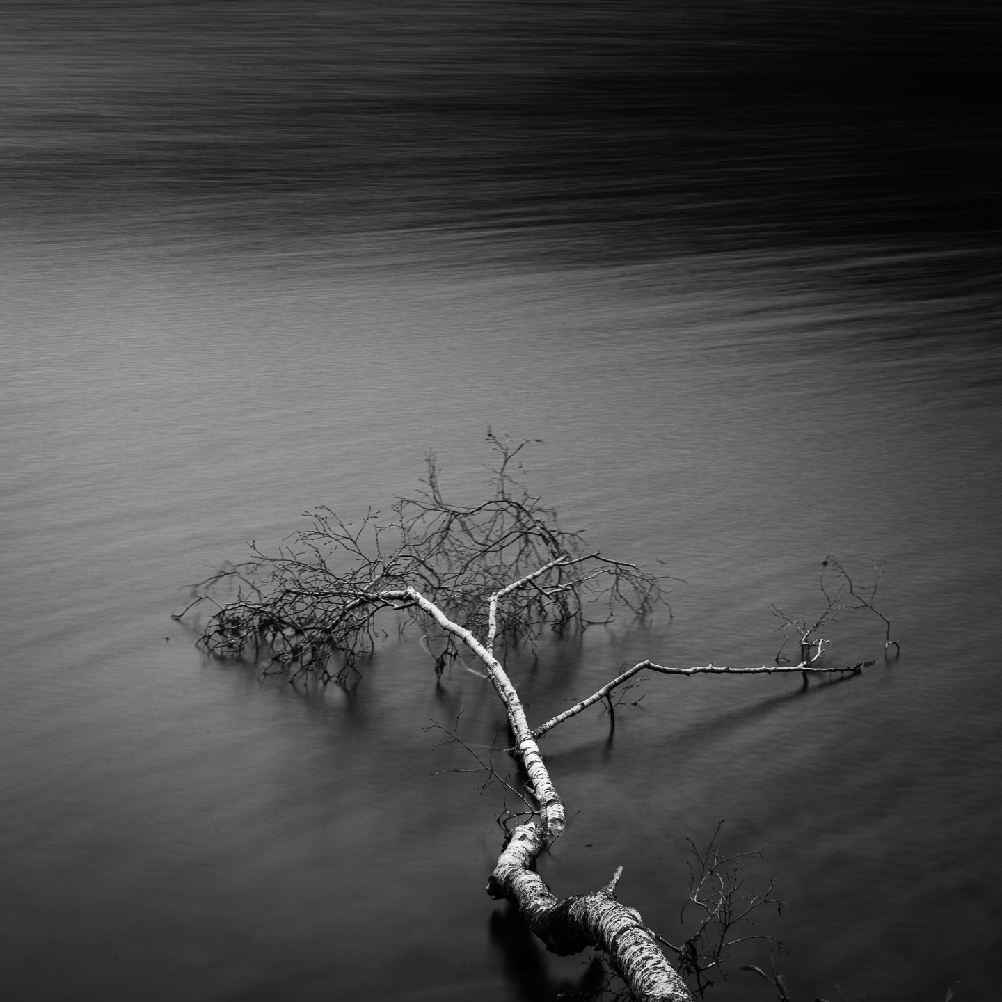 Snowdonia BW tree LE