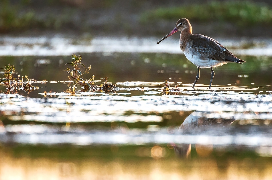 Black-tailed godwit
