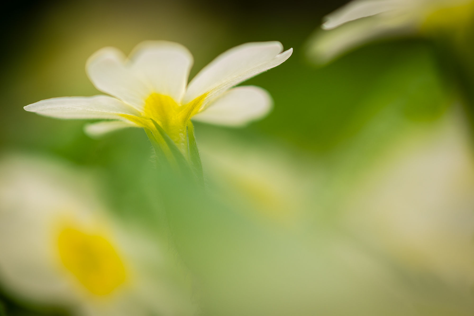 Primrose
