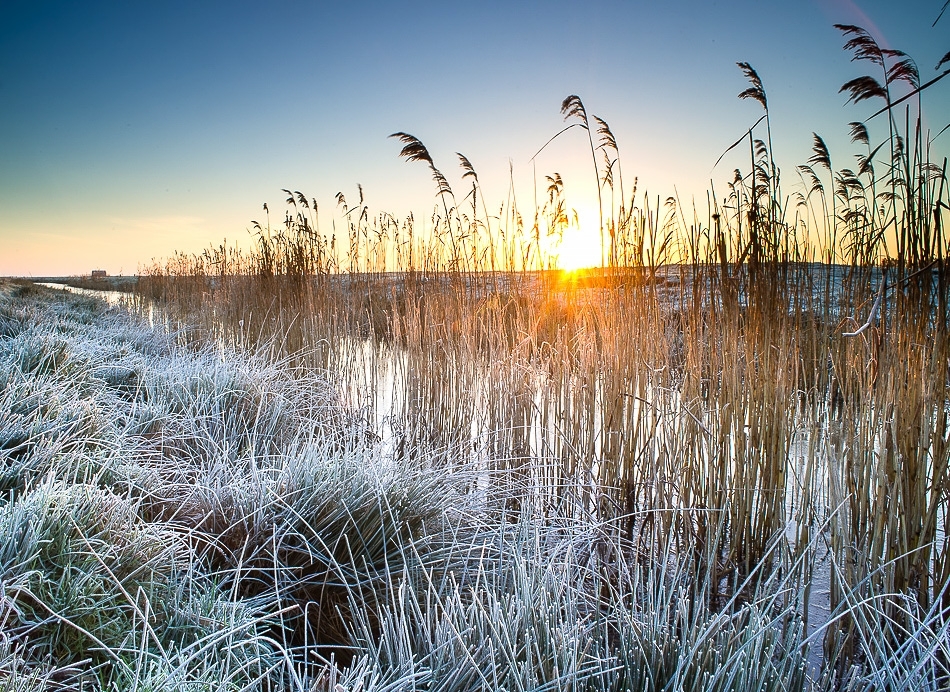 Frost covered reedbed