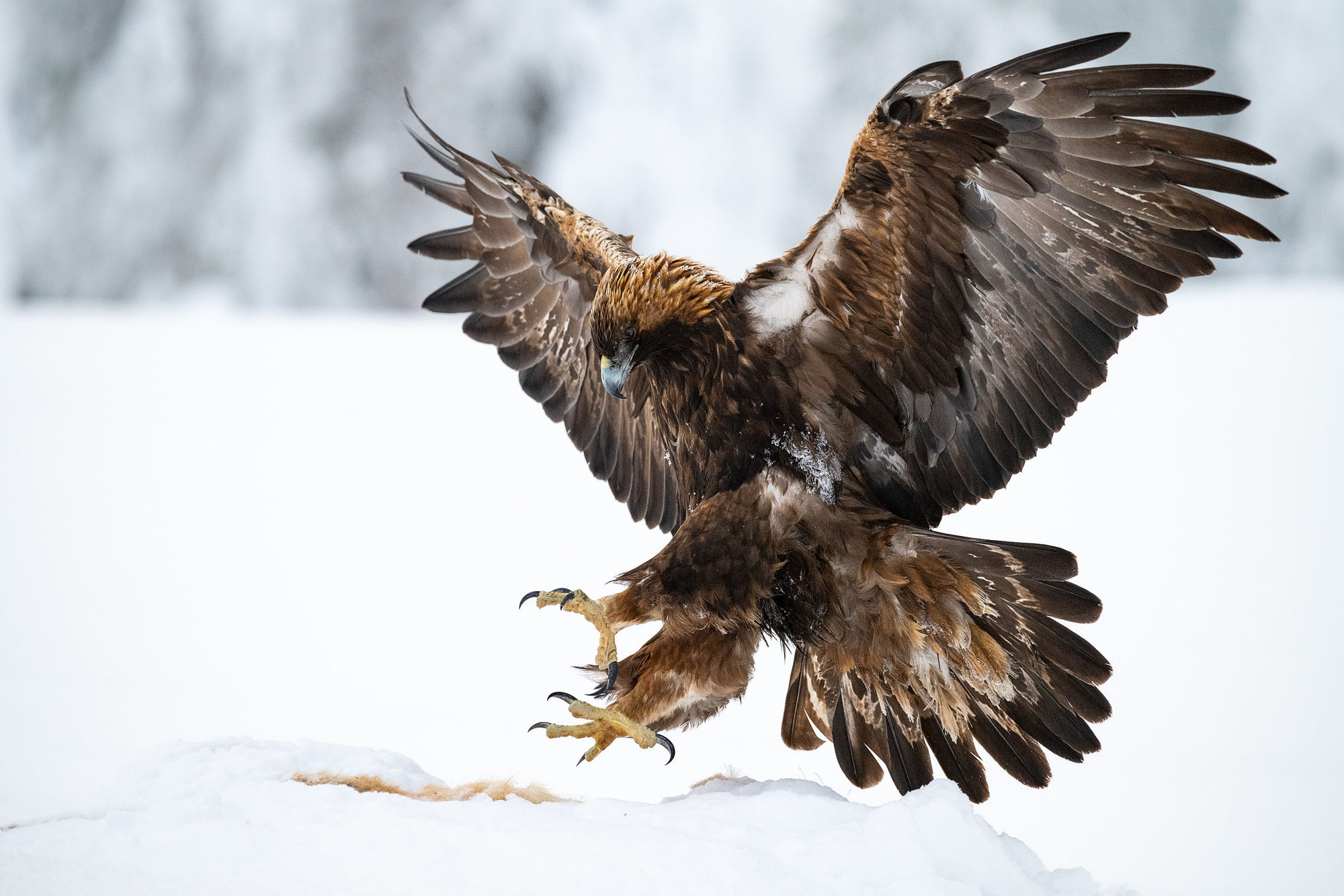 winter GE landing