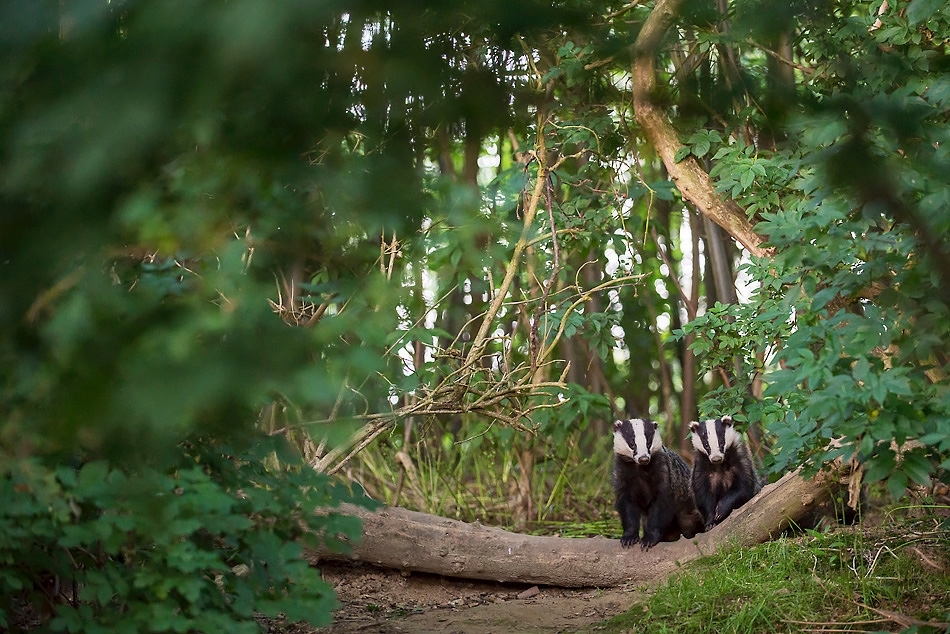 Badger siblings
