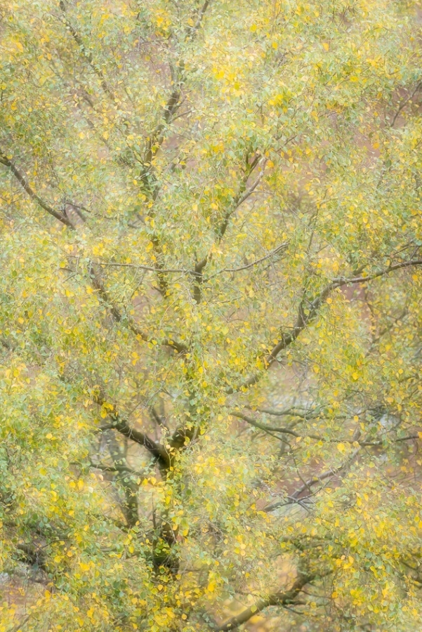 Silver birch impression Peak District