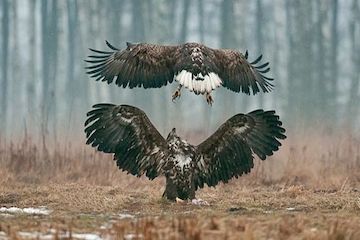 Wild Poland in Winter: Bison, Eagles, Goshawk...