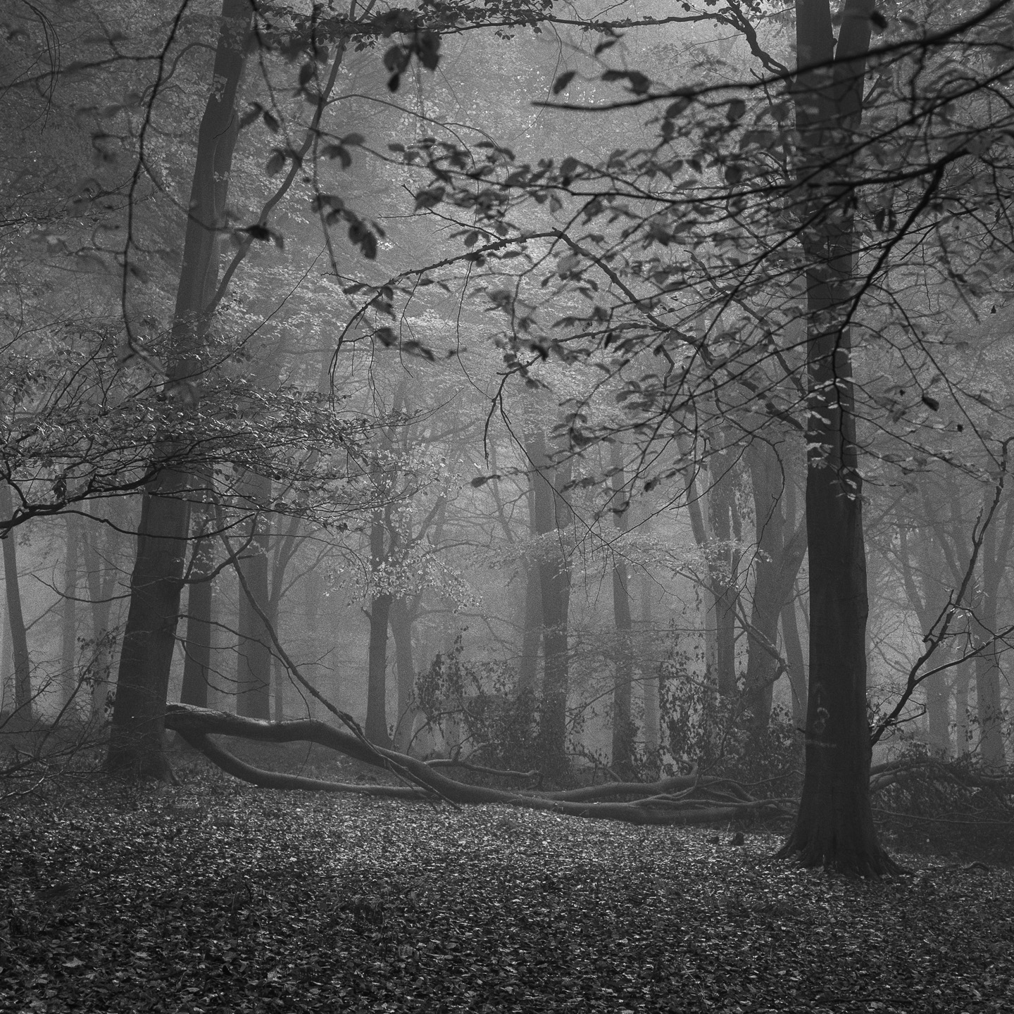 Avenue through woods