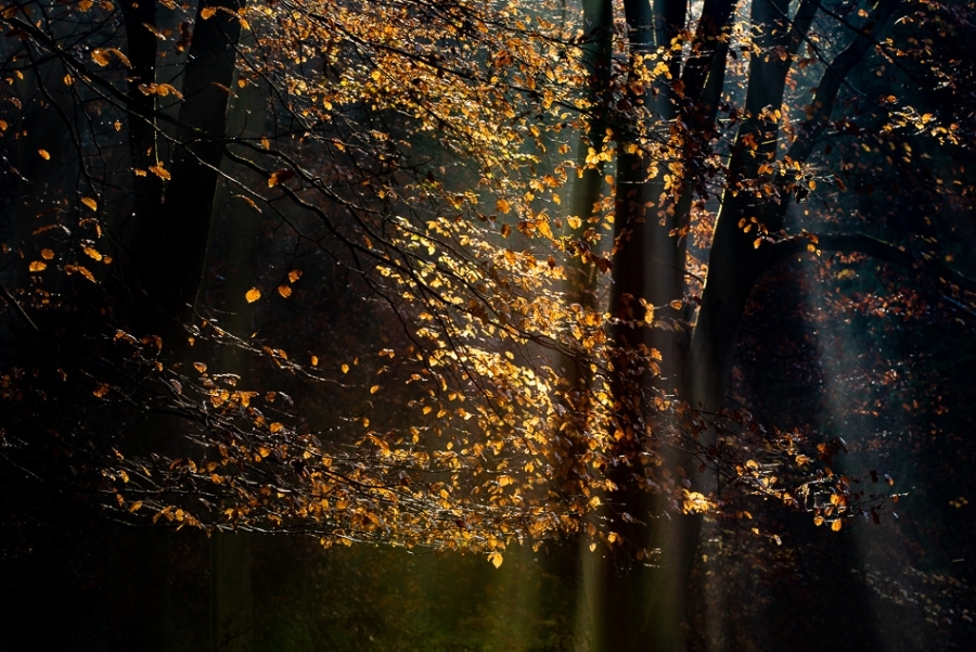 Backlit beech leaves ​​​​​​​Kent, England