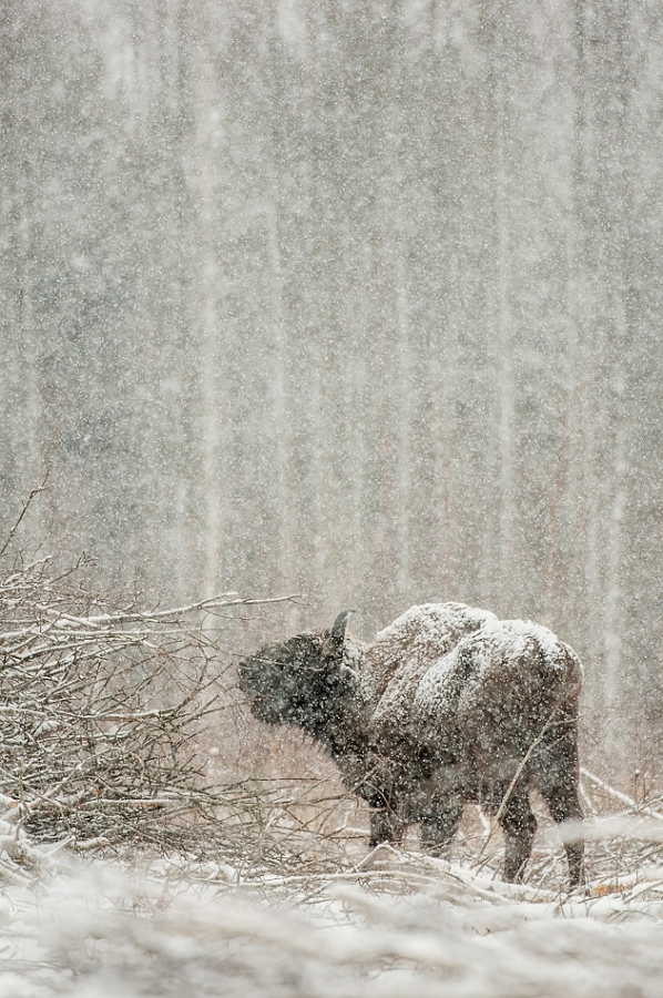 European bison feeding ​​​​​​​​​​​​​​Bialowieza, Poland
