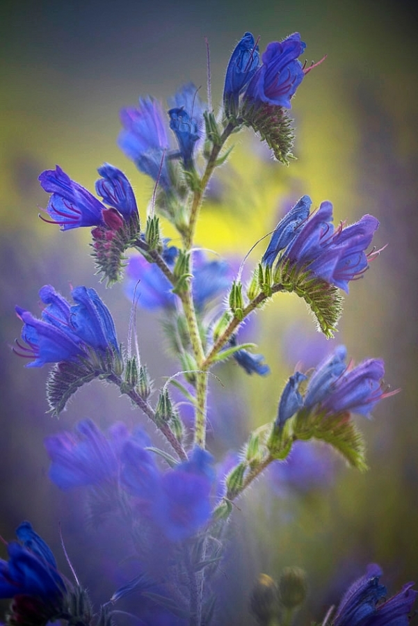 Viper's-bugloss, Umbria
