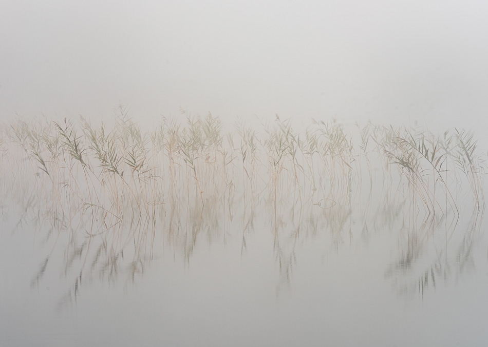 Reeds in the mist Killarney National Park
