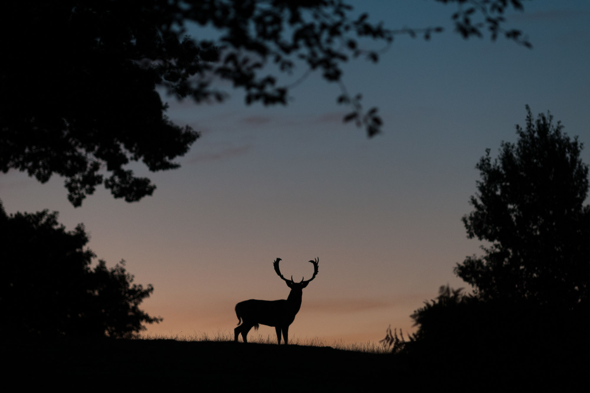 Fallow silhouette