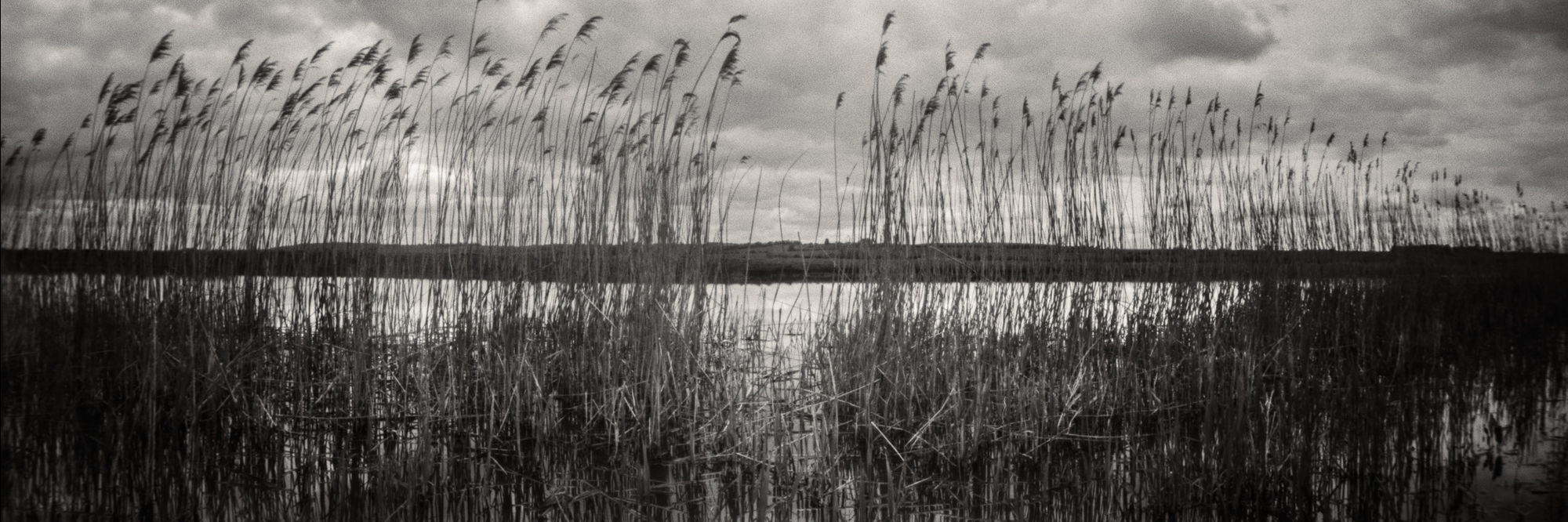 Reeds